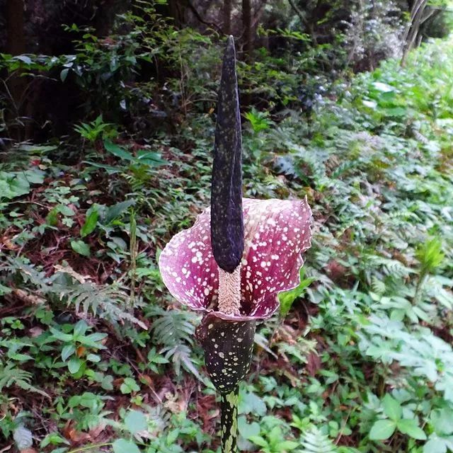 开花时臭得像腐烂的尸体 一结果子就改少女风了 果壳科技有意思