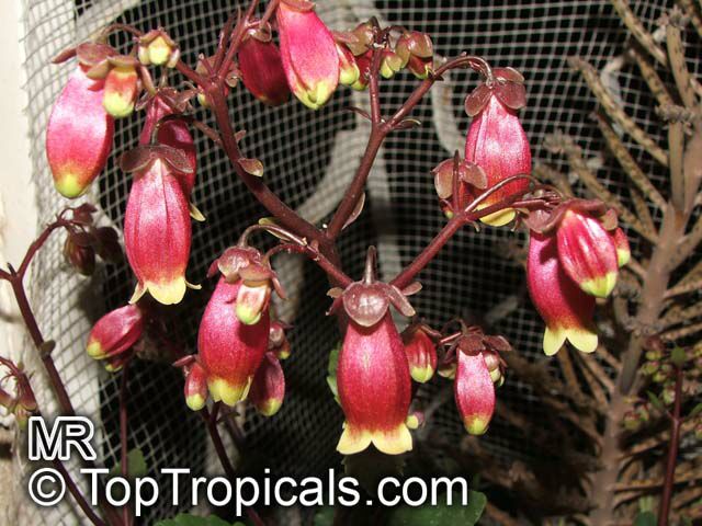 落地生根属简介及图鉴v2 0 密集恐惧症慎入 果壳精选