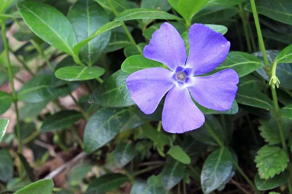 有的花看似没 花心 实际上想方设法招蜂引蝶 果壳科技有意思