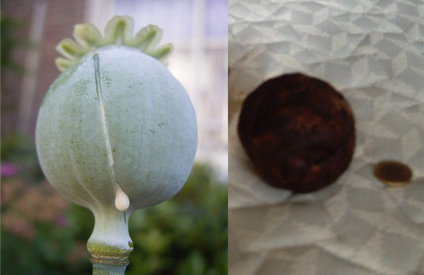 左：罂粟果实被割破后，渗出白色的汁液，鸦片即为其干燥凝固制得。右：鸦片加工后搓成的小丸。 图/Wiki commons