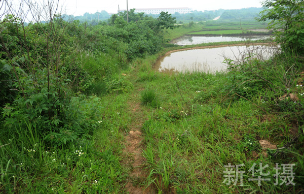 这是雷氏萤的生活环境。雷氏萤是世界上仅有的7种水生萤火虫之一,也是我国特有的2种水生萤火虫之一。