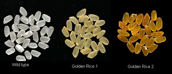 从左到右依次是：普通大米、第一代黄金大米、第二代黄金大米。（图片：goldenrice.org）