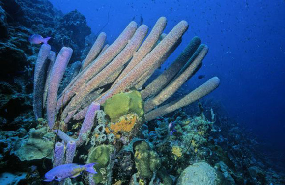 加勒比海底的紫色管状海绵。（图片：David Wrobel）