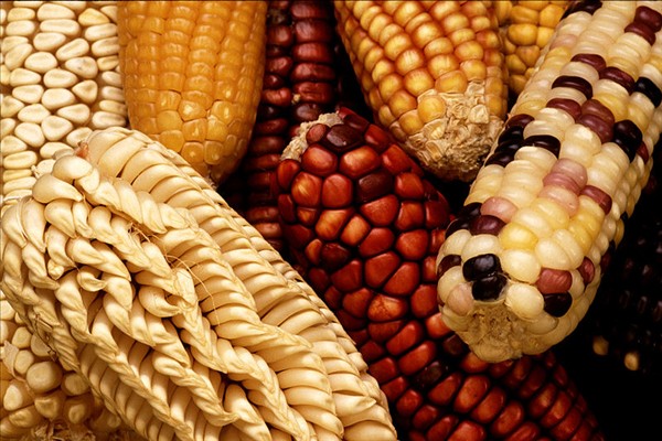 根据籽粒形态、胚乳硬度等特征，在农学上，人们将玉米分为食用品质较好的硬粒型玉米、籽粒两边有凹陷的马齿型饲料玉米、用来生产淀粉产品的粉质型玉米等9种类型。 图/wiki commons