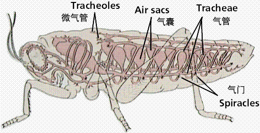 怎么给溺死的苍蝇尸检 果壳科技有意思