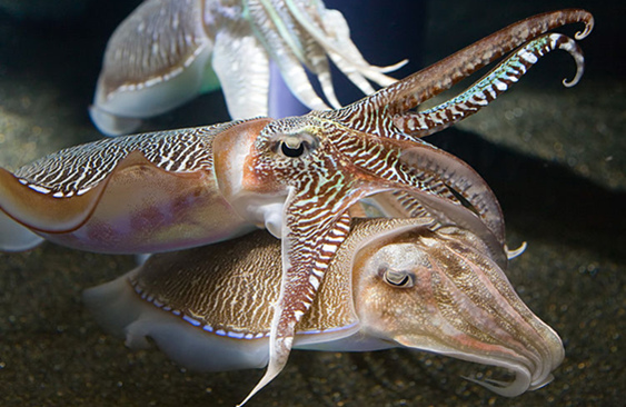 在不同的潜水深度，乌贼会调节海螵蛸孔隙中水和气体的量。石灰质的海螵蛸是乌贼特有。图/Wiki Commons