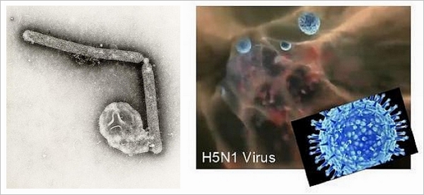 ［左］H5N1 禽流感病毒；［右］可以在哺乳动物雪貂中传染、并造成致命威胁的新型 H5N1 禽流感病毒（左：Cynthia Goldsmith/Jackie Katz，via antenna.sciencemuseum.org.uk  右：Nancy Houser/哈佛大学分子动画，via digitaljournal.com）