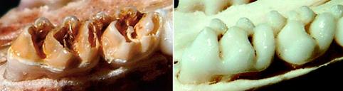 左图：喂蜂蜜的大鼠牙齿，右图：喂蒸馏水的大鼠牙齿。[1]