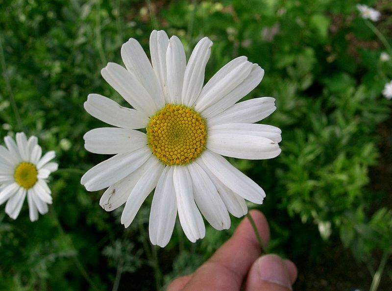 这朵小白花，就是人蚊作战中的功臣——除虫菊。图：KENPEI/wiki