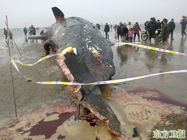 近日在盐城海滩搁浅的四头抹香鲸之一，这是有记录的中国海域第二次大规模鲸鱼搁浅死亡。 图：东方卫报