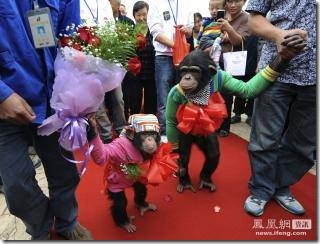 合肥动物园的猩猩婚礼