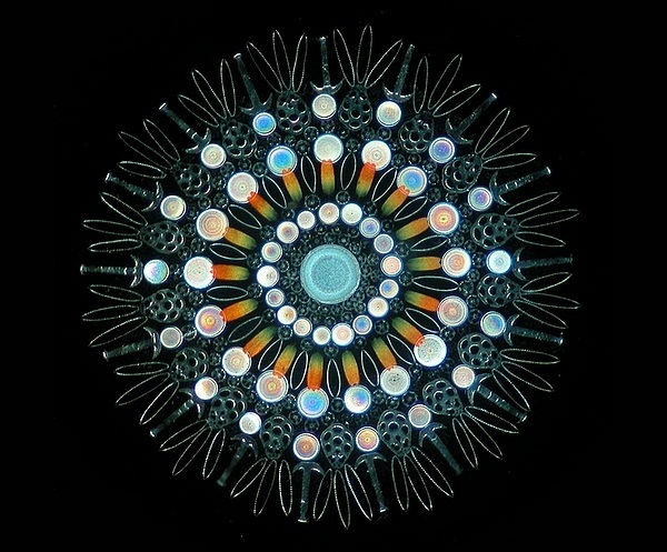 由硅藻、蝴蝶鳞片和锚参的板片和锚构成的一个硅藻几何工艺片。这是显微生物工艺片几何构图的一个非常漂亮的例证。