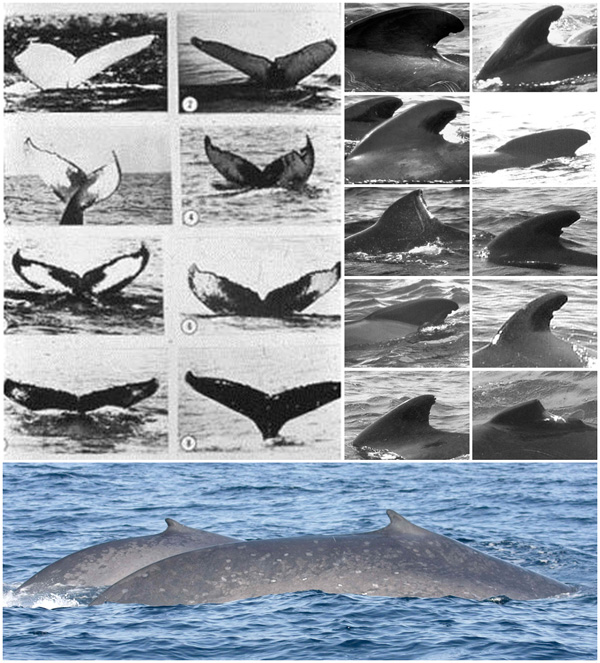 通过照片识别技术对鲸类身上的斑点、背鳍、尾鳍进行比对，可进行个体识别和群体数量、结构等研究。（图片来自网络）