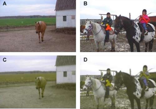 在2001年的一篇论文中，研究人员设计了一种算法，模拟马的颜色视觉。虽然马的色素系统和牛有些不同（马的两种视锥细胞活性在428nm和、539nm波长的光下达到峰值m），但是同为二色性视觉动物，可以为牛的颜色视觉提供参考。上面一行（AB）是人类看见的景象，下面一行的图（CD）是计算机模拟出的马看见的景象[8]。图片来自J Vis. 2001;1(2):80-7