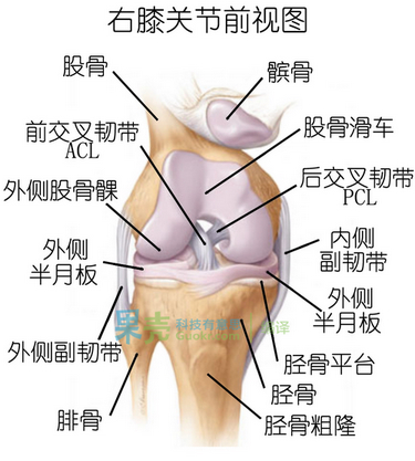 图：膝关节解剖结构及各处韧带。膝关节前交叉韧带防止胫骨过度前移。图片来自：hardsnow.blogspot.com。（配图出现错误，经果壳网友guanjiaoyang指出，已经做出修改。）