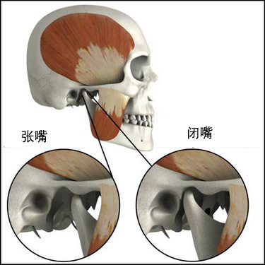 下颌后窝图片