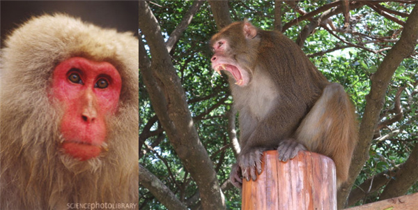 左为成年日本猕猴，右为成年普通猕猴，留意犬齿。 Credit: Art Wolfe/Sciencephotolibrary & humormood.com
