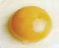 杂色蛋黄，图片来自网络。