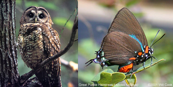 西点林鸮（左）与大紫燕灰蝶（右），它们在大自然中都离不开槲寄生。