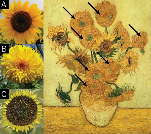 研究人员已经鉴别出导致重瓣突变的基因，在1888年梵高所画的向日葵油画中存在一种变种（B，黑色箭头表示），正常的向日葵（A）和另一种管状花突变体（C）的图片是为了与B进行对比。