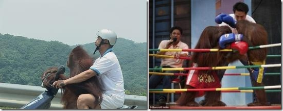 左为宝岛猩猩宠物热，右为泰国动物园的非法拳击