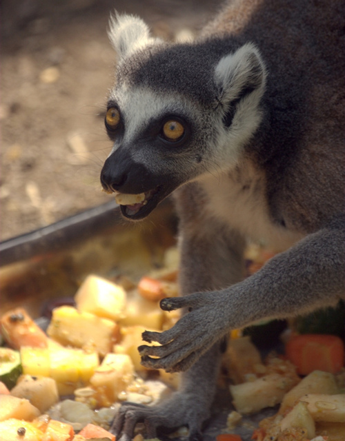 正在进食多种水果配成的饲料的环尾狐猴。摄影：Tatsuya