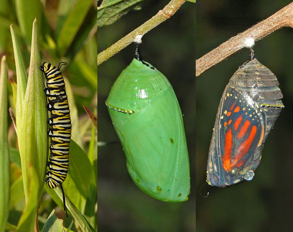 黑脉金斑蝶的幼虫以马利筋属植物的叶子为食，两周后开始化蛹成蝶的过程。