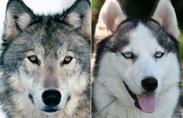 左图为狼，右图为哈士奇，在这场关于“狼、狗差异”的全民大讨论中，二者的确切区分结论到底是什么？ 图/网易