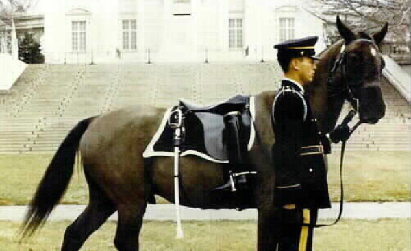 黑杰克，美军最后一匹登录在册的军马，1973年退役。（图片来自http://www.arlingtoncemetery.net/blackjack.htm）