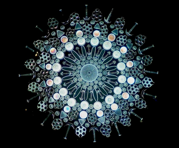 另一个硅藻几何工艺片，由硅藻、海绵骨针、锚参的板片和锚构成。