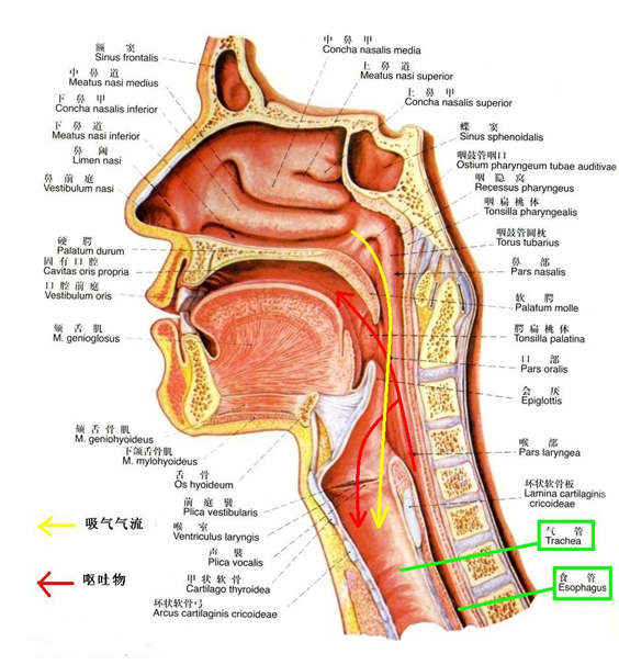 人体的喉部结构图构造图片