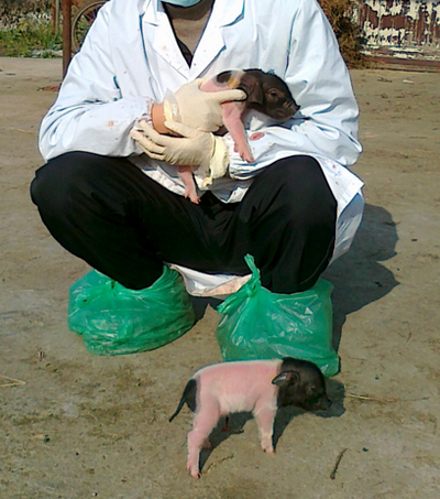这是作者和两只刚出生一天的金华猪的亲密合影。由于花色与一些香猪相近（头和屁股是黑的，称为“两头乌”），它们也常被奸商作为迷你猪出售，其实这是一种更适合产肉的猪。图片为作者提供。
