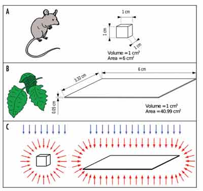 动物和植物受辐射的异同。A、B两图分别是动物和植物的示意图，C图说明植物受电磁场的影响更大。[11]