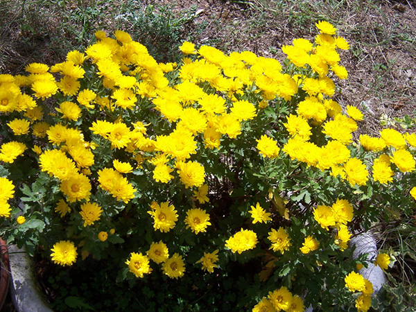 野生的黄色菊花是现在所有园艺菊花的祖先，现在它依然分布在华东至华北的广大地区。（图片来源：jardinage.provence.free.fr）