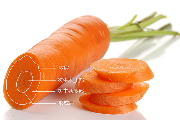 胡萝卜横切结构图图片