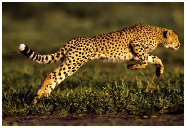 猎豹柔韧的脊椎最大化地延长了脚着地的时间。（图片：enteresan.com）