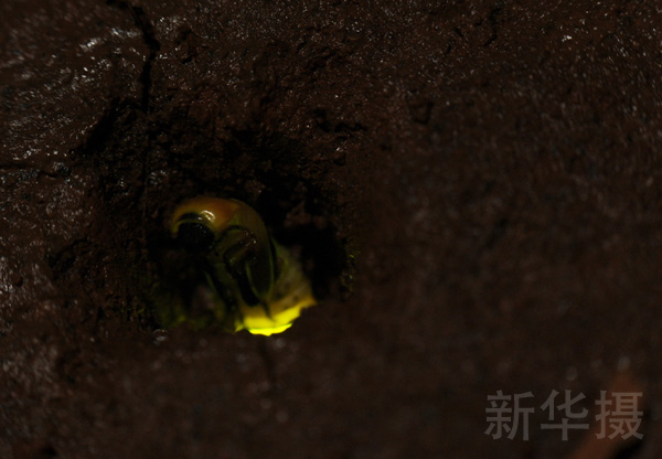 雷氏萤会在洞中化蛹,为最后的华丽演出积蓄力量。雷氏萤的成虫将不再进食固体食物,完全依赖幼虫时代积累的脂肪生活。