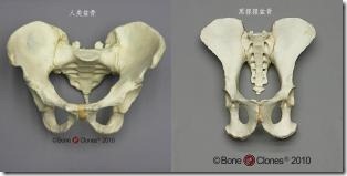 和人类盆骨相比，黑猩猩的又长又扁，根本不适宜长期直立行走