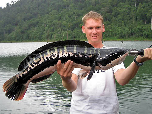 在泰国被钓上的小盾鳢（Giant snakehead），跟黑鱼同属于鳢属鱼类，块头要更大，都是攻击性很强的危险分子。图/fishing-in-thailand.com