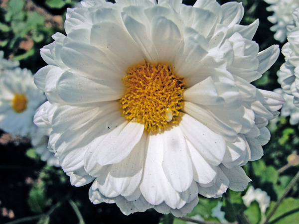 白色的菊花直到隋唐时代才被培育出来，当时主要的用途是做为花茶。