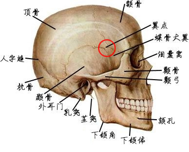 颞骨乳突的准确位置图图片