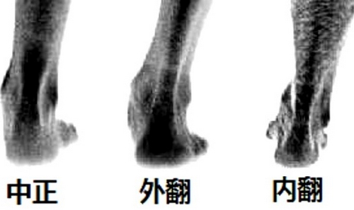 中正、外翻和内翻的右脚，注意看脚底板的翻转以及脚踝的扭动方向。