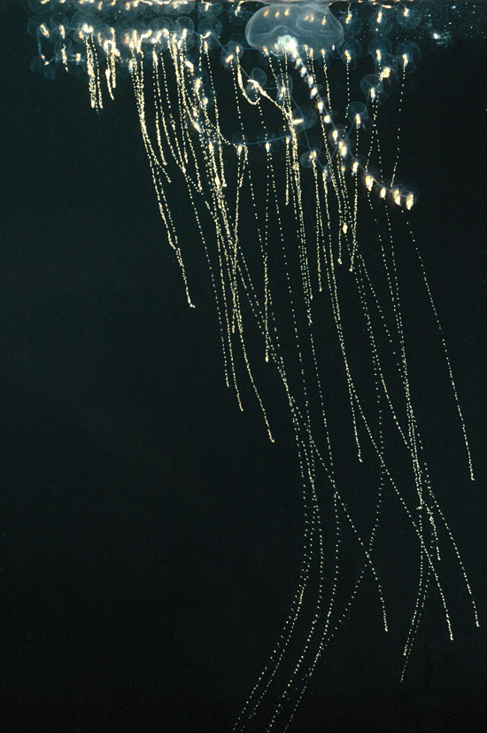 同属水螅纲的管水母目动物则是另外一类不是水母但形似水母的动物,例