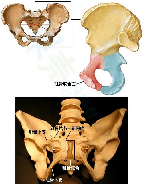 耻骨联合体表位置图片