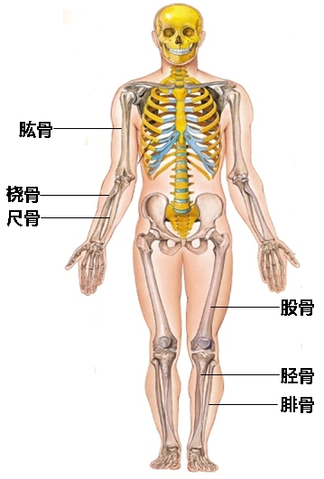 在正式开课之前,让我们先熟悉一下人类重要的骨骼名称:如下图,希望你