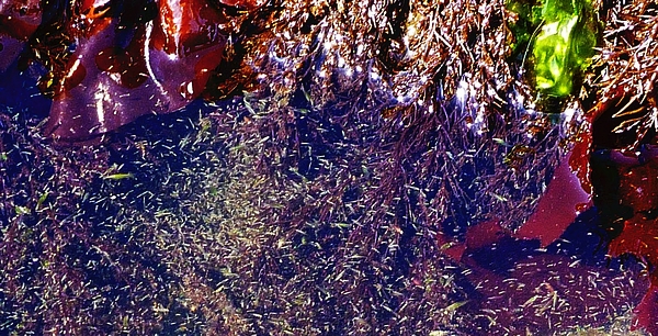 在自然环境中，有时候同一栖息地的浮游生物，可以是相当密集的，图为星座公园海洋自然保护区（Constellation Park Marine Reserve）一个满潮的池塘一角，摄于 2011 年 5 月 17 日。（图片：buzzmarinelife.blogspot.com）
