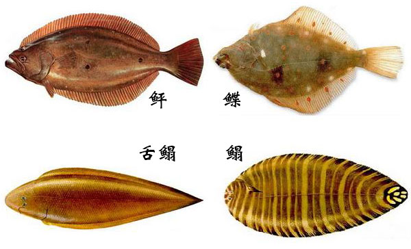 鳐鱼的种类图片