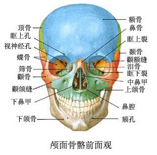 颅面骨正面观中的颧骨、上颌骨和下颌骨[1]，颧骨和下颌角决定了脸颊的宽度。