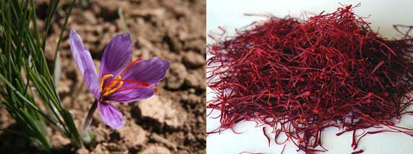 （左）鸢尾科番红花属植物藏红花；（右）香料和入药的藏红花柱头，也就是雌蕊的最上端。图/glulu.com.