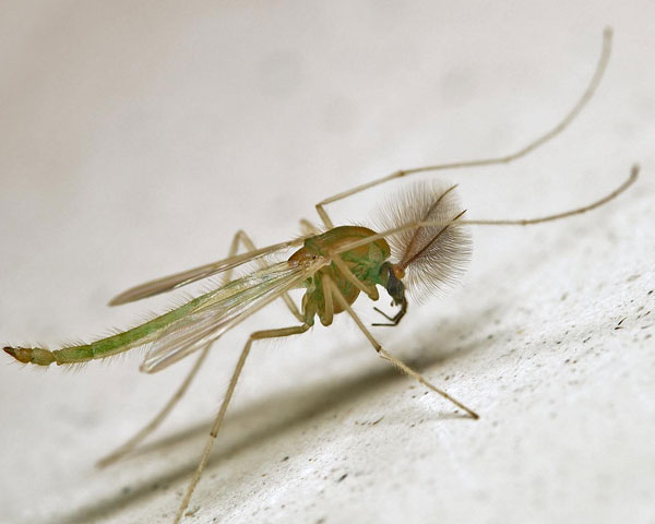 一只摇蚊的雄虫，可以观察到它们退化的口器。（图片：mzephotos.com）